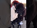 When Dogs Choose Their Humans — Adoption Moments,Every Dog Walked Past Everyone