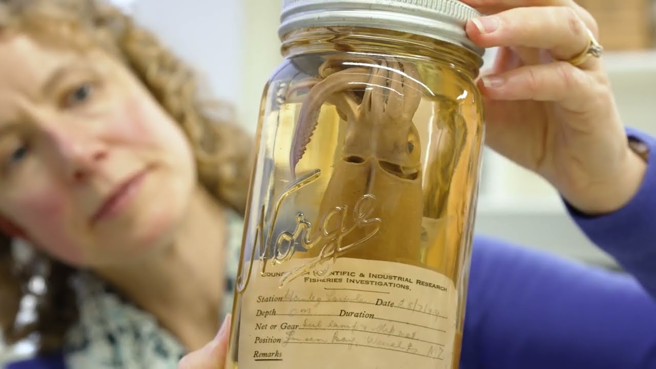 Australian Museum: What is Malacology?