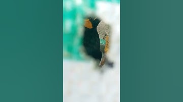 cara pikat burung beo cepat dapat