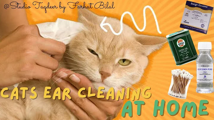 Video 5106041: persian cat ear cleaning, cat home