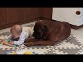 Are boxer dogs patient with children?