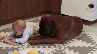 Are boxer dogs patient with children? by Dilon the boxer dog 19,090 views 3 years ago 1 minute, 44 seconds