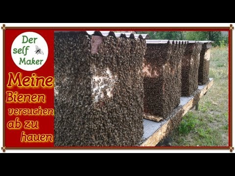 Video: Wie Man Bienenschwärmen Verhindert