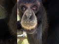 Sounds of siamangs.. up close with TJ #siamang #primate #animals #cuteanimals #gibbon