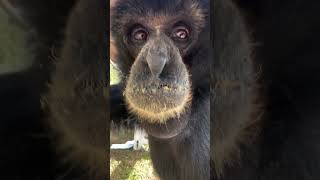 Sounds of siamangs.. up close with TJ #siamang #primate #animals #cuteanimals #gibbon