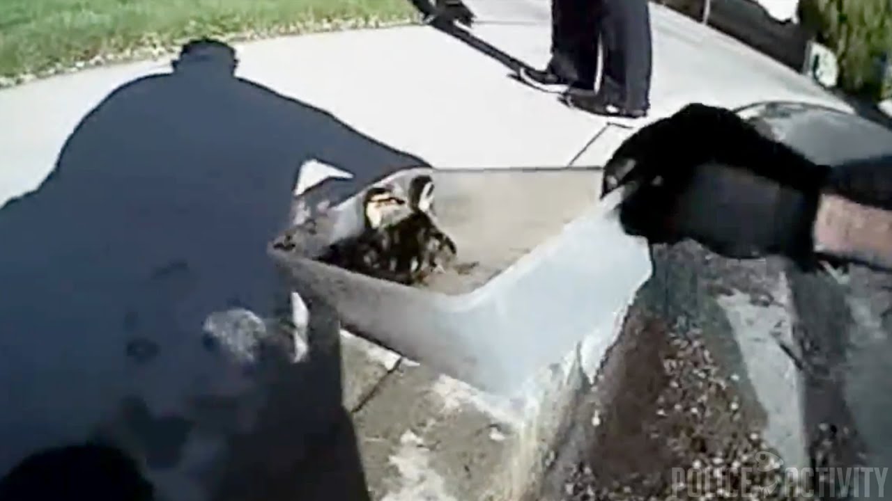 Bodycam Shows Cop Rescue Ducklings From Storm Drain - YouTube