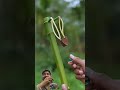 Bamboo Creations with marvle toys#Diy#Craft#Toys#Bambooart