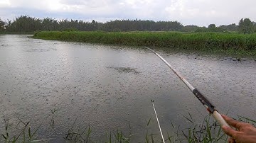 Câu Cá Rô Đồng , Bất Ngờ Đụng Hai Con Cá Lóc Cửng Kéo Liệt Phao Dưới Ao Bông Súng