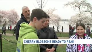 Cherry blossoms ready to peak