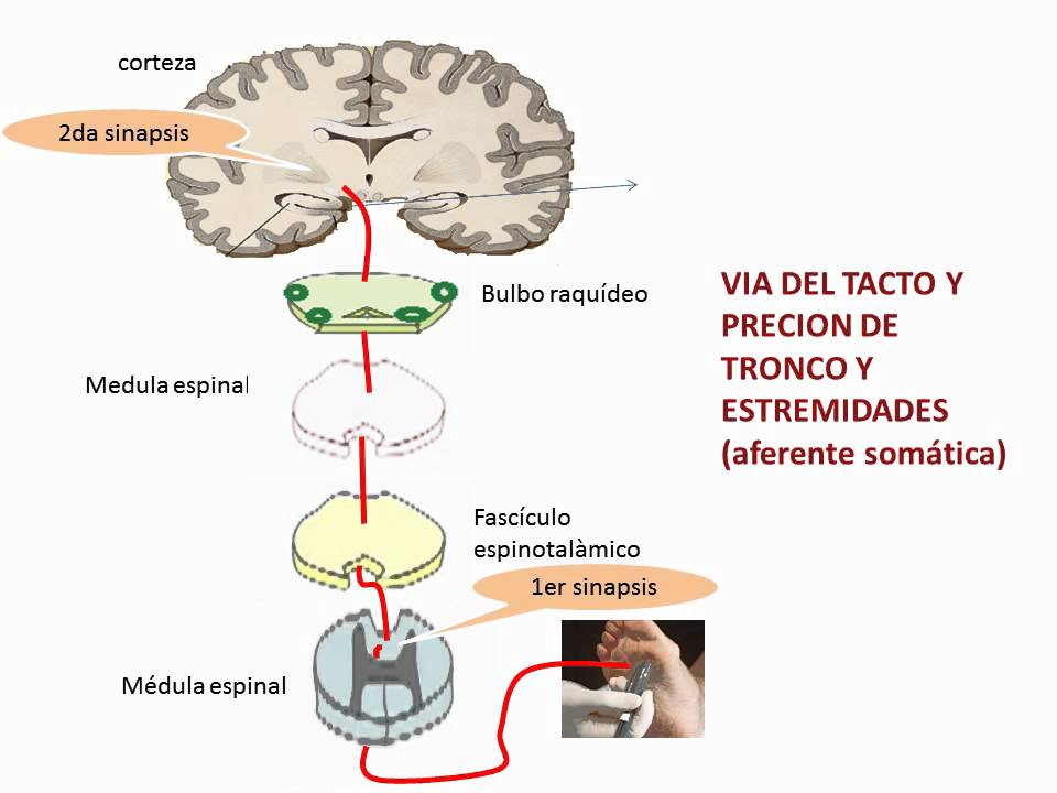 Vias aferentes y eferentes