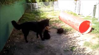 A-Te-Ell's F-litter, 5 ½ weeks old by Clyrholm 129 views 10 years ago 5 minutes, 52 seconds