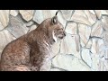 Кого терпеть не может рысь! Тайган Beautiful lynxes! Taigan