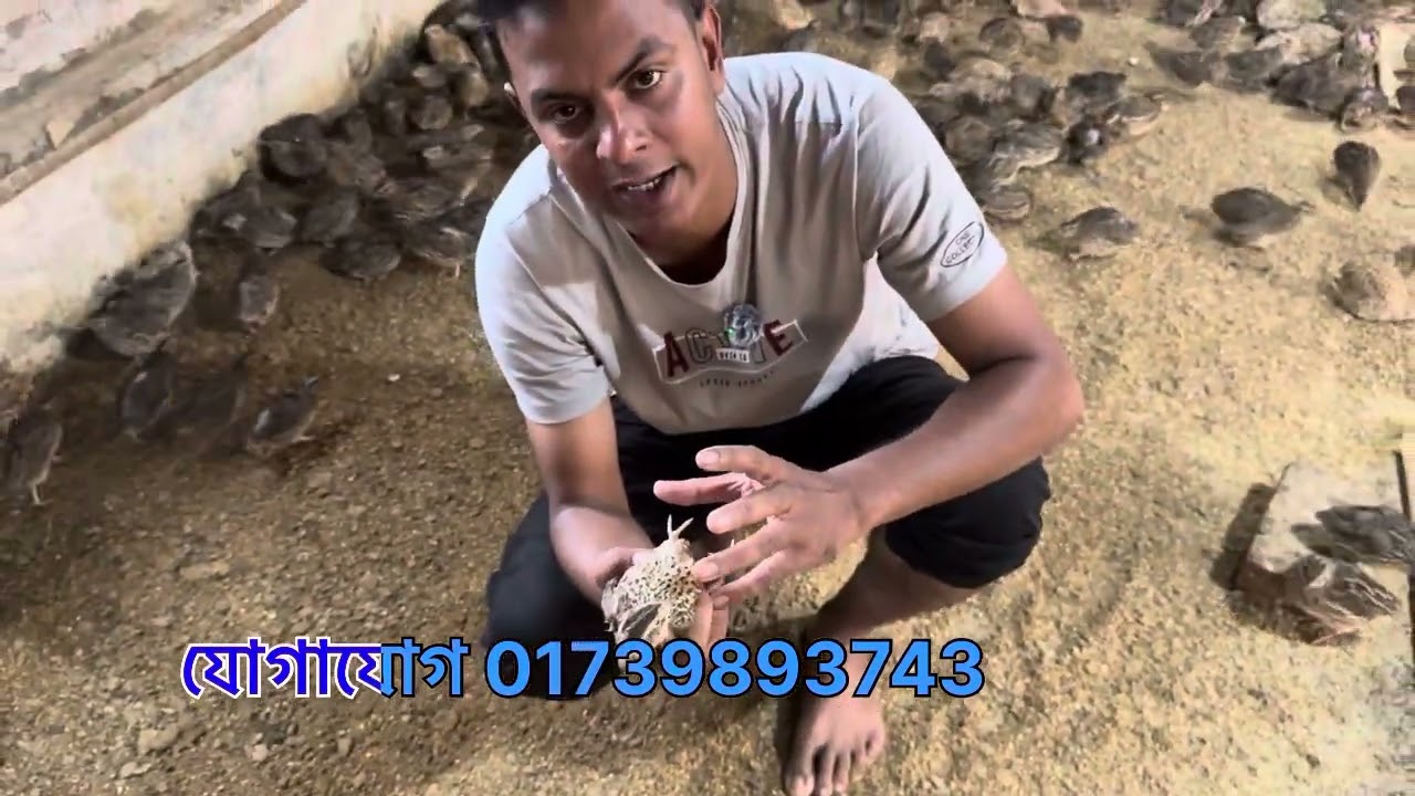 কোয়েল পাখি শুকিয়ে মারা যায় কেন ।