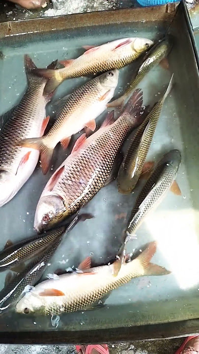 Download lagu Boro Boro Rui mach. #fishrecipes #status #fishinglife #shorts