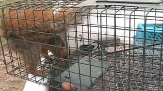 squirrel removal090417