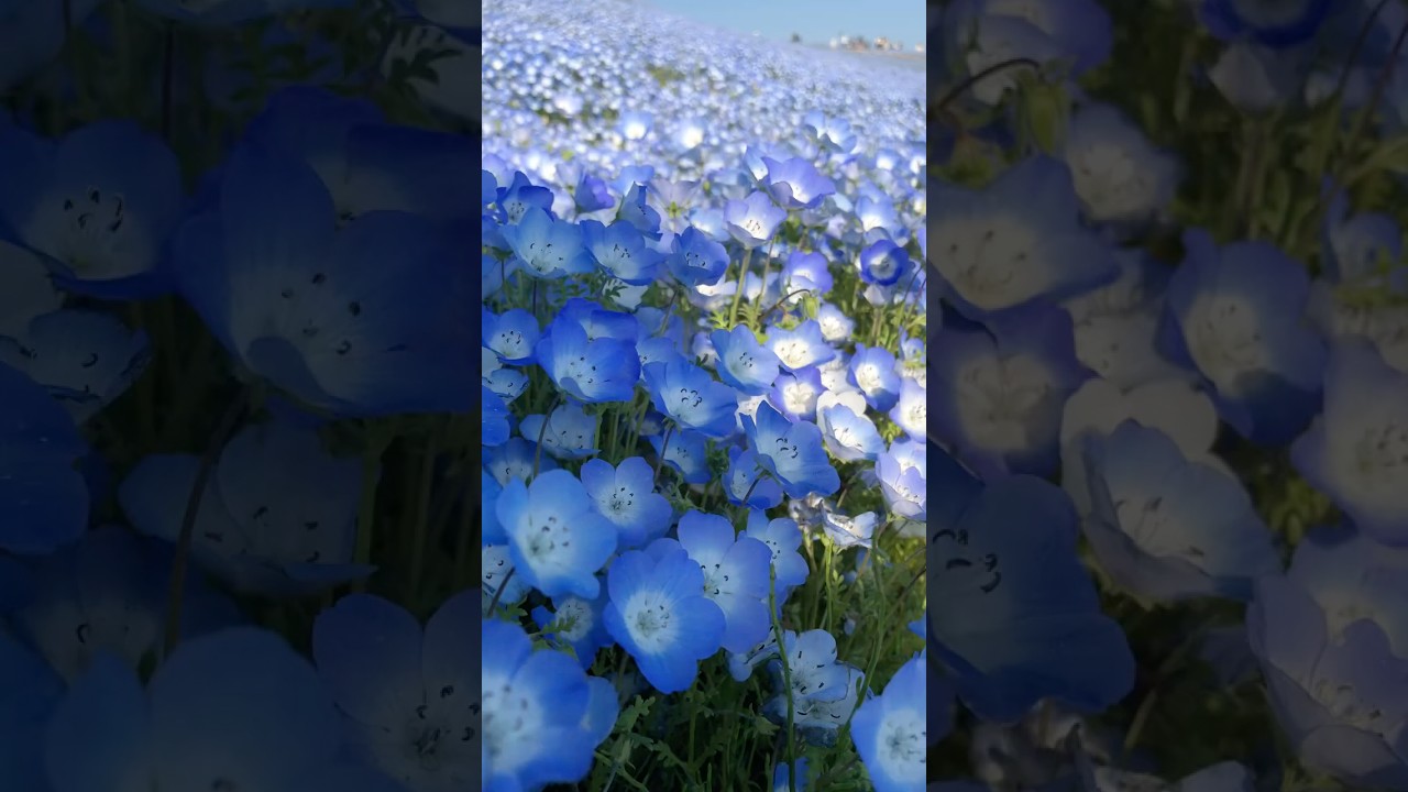 Baby Blue Eyes #anime #game #fyp #frieren #himmel #cos #cosplay #cosplayer #girl #cosplaygirl