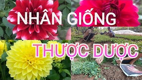 Chia sẻ đơn giản cách giâm cành Hoa Thược dược | Hoa thược dược | Propagation of Dahlias