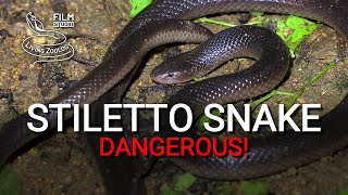 Stiletto snake (burrowing asp)  dangerous venomous snake with long fangs