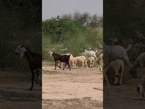 الأغنام والماعز تتنق ل بحرية في الأزقة الريفي ة