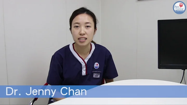 Ask The Vet: Do Cats Know Their Names - Pets Central