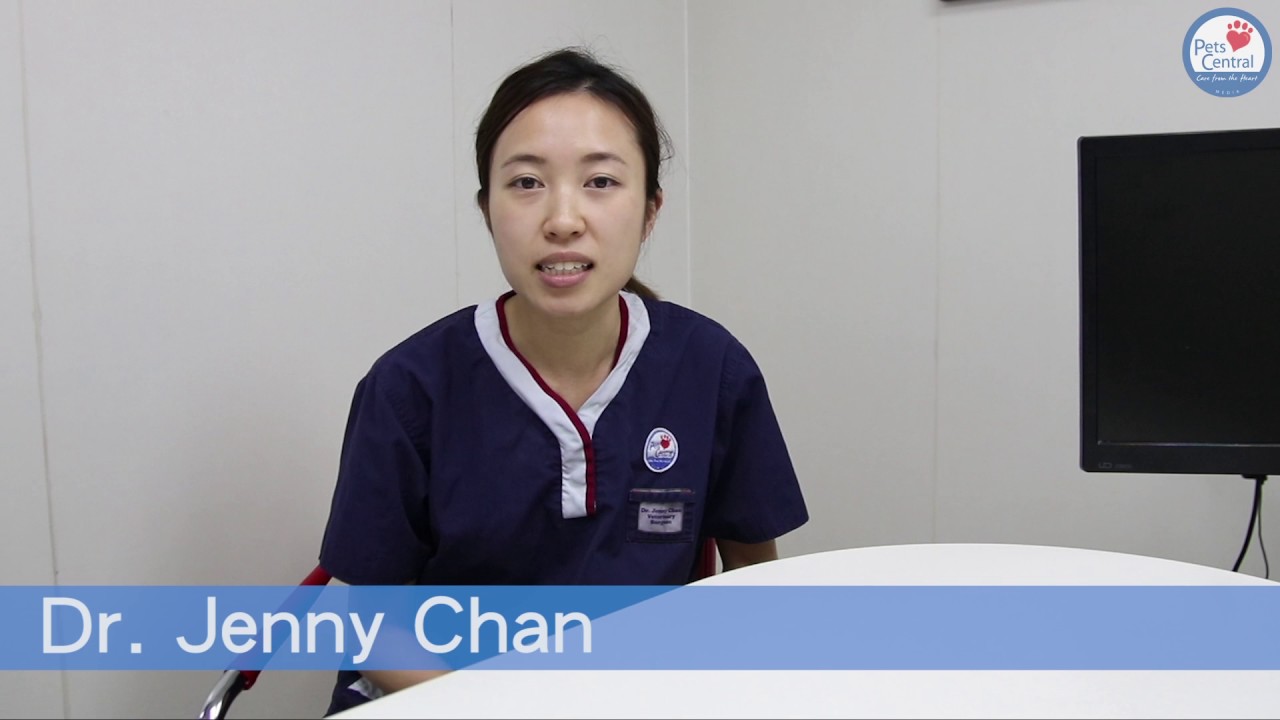 Ask The Vet: Do Cats Know Their Names - Pets Central