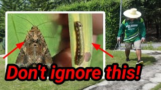 They will destroy your lawn Armyworms are back