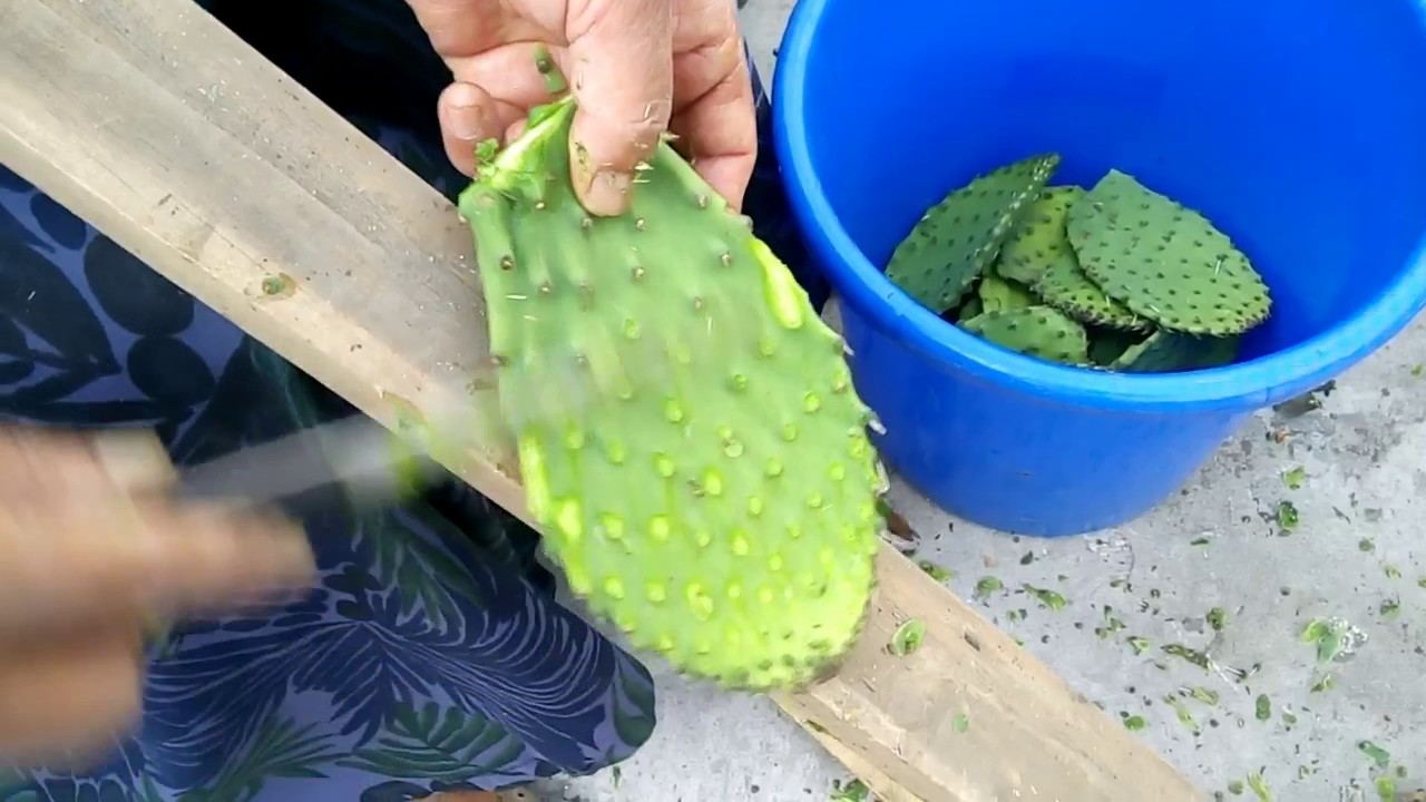 como hacer un pelador de nopales casero 