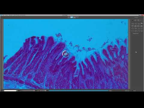 Jenoptik Gryphax Tutorials, Micromanager and More