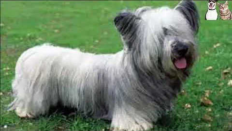 10RARE DOG BREEDS YOU MAY HAVE NEVER HEARD ABOUT