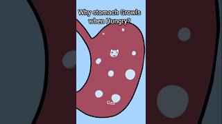 why Stomach Growls when Hungry ?