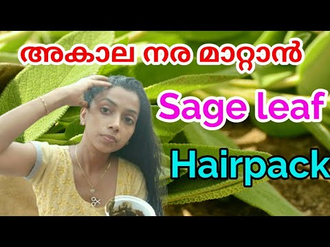 Repeat Sageleafs Hairpack Natural Home Remedy For Gray Hair By