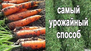 видео: 101. Морковь - небывалый урожай! Чудеса мульчирования свежескошенной травой. картинка: 101. Морковь - небывалый урожай! Чудеса мульчирования свежескошенной травой.