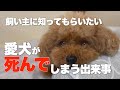 愛犬の命に危険が及ぶ出来事 犬が亡くなる前に見せる行動