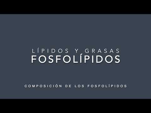 Video: ¿Cómo se organizan los fosfolípidos en una solución apolar?