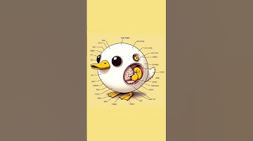 ASKING CHATGPT to Show Me The Anatomy of DUCK SPHERE