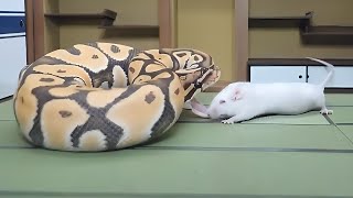 Snake kills mouse with one blow【WARNING LIVE FEEDING】