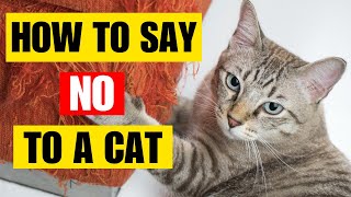 How To Tell Your Cat Not To Do Something? | Kitten Munch Answers
