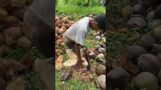 Kupas Kelapa Cepat 5