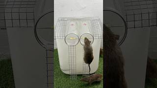 The Most Perfect Mouse Trap Idea Using Plastic Pipes // Mouse Trap 2 #Rat #Rattrap #Mousetrap
