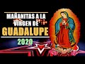 Mañanitas A La Virgen De Guadalupe 2020 | Nini Estrada Y Su Órgano Melódico