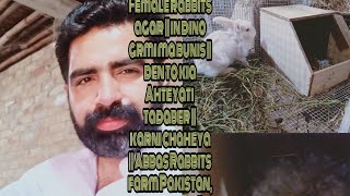 Female rabbits agar || in dino grmi ma bunis || den to kia Ahteyati  tadaber ||  karni chaheya || Ab