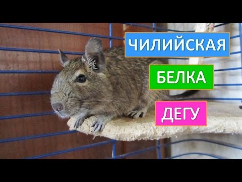 Чилийская белка дегу. Приобретайте симпатичного зверька  чилийскую  белку .