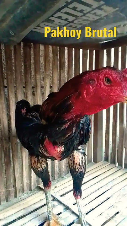 Ayam Pakhoy Brutal Bersejarah di kandang