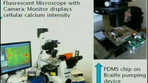 SURE2009: Visualizing Calcium Dynamics in Non-excitable Cells Under Pulsatile Stimulation