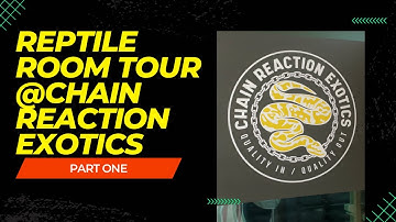 Reptile Room Tour of Chain Reaction Exotics: Part One.