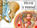 PELVIS Y PERINÉ