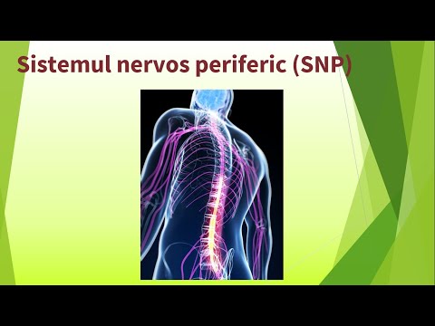 Sistemul nervos periferic (SNP).