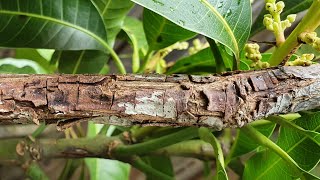 Can Anyone Comment On What's Up With My Mango? Mango Update Glenn Manilla Ep 136