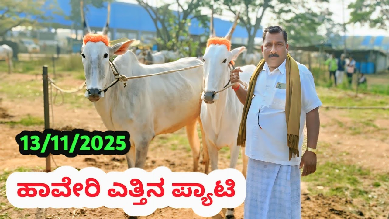 ಹಾವೇರಿ ಎತ್ತಿನ ಪ್ಯಾಟಿ || Haveri Bulls Market || ಪ್ರತಿ ಗುರುವಾರ ಬೆಳಿಗ್ಗೆ #haveribullsmarket #kdmbulls 