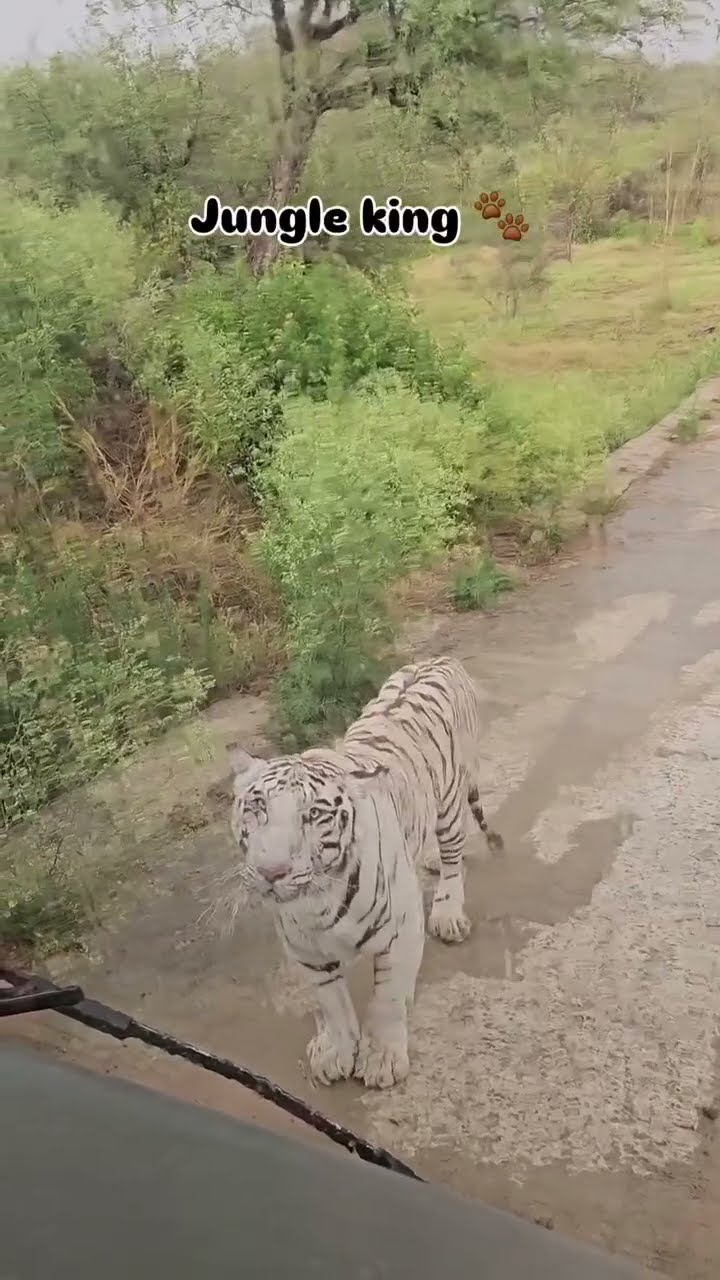 🔥 White Tiger Came Right Next To Our Bus 😱🐯 | “Bheem” Spotted in Rain!